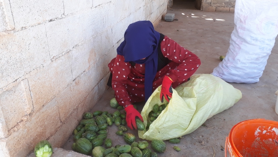 Şanlıurfa’da yetiştirilen Şelengo tescillendi