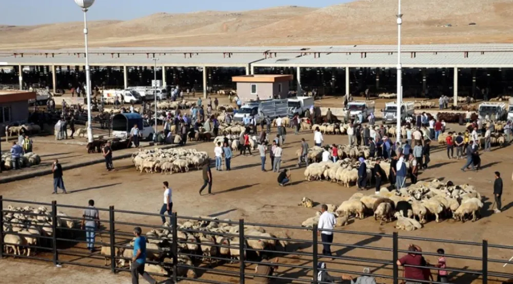 Şanlıurfa’da hayvan pazarlarına şap krizi bitti