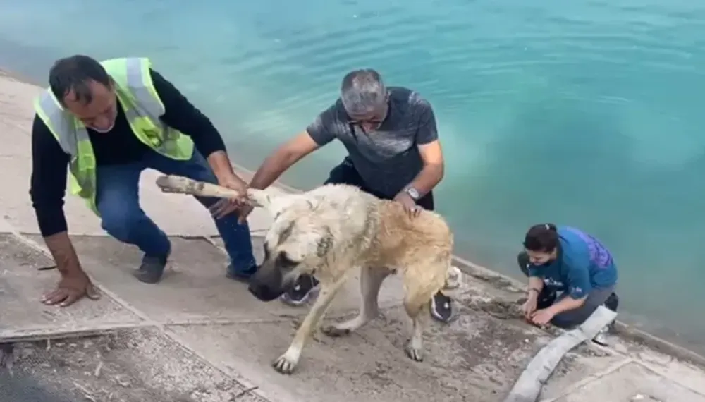 Bursa’dan gelen aile Şanlıurfa’da kanala düşen kangalı kurtardı