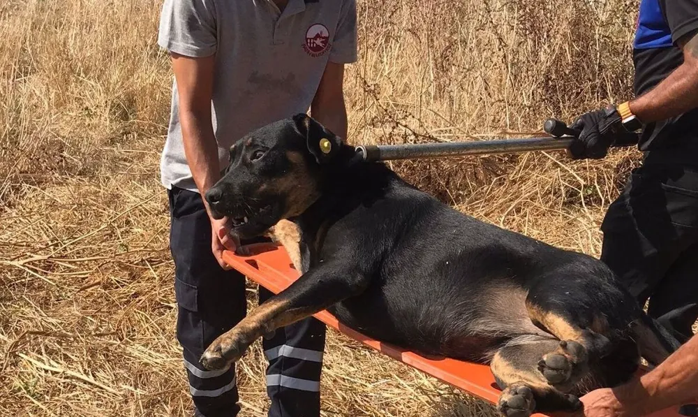 Şanlıurfa’da bir köpek saldırısı daha! Ağır yaralandı