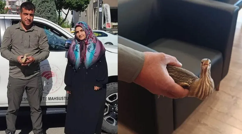 Şanlıurfa’ da tedavi edilen balaban kuşu doğaya bırakıldı