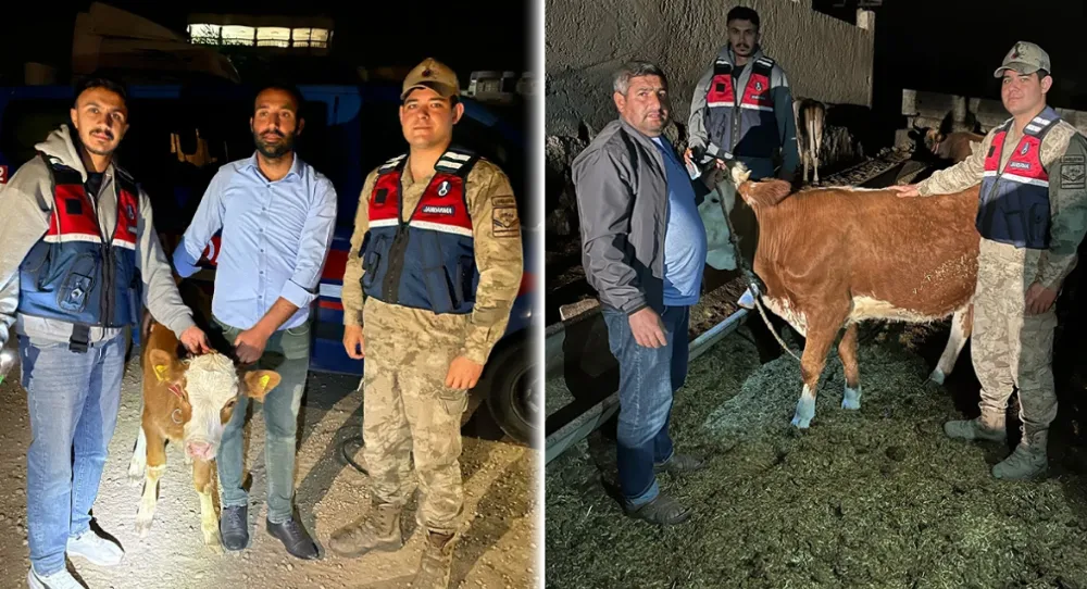 Harran’da inek hırsızı yakalandı!