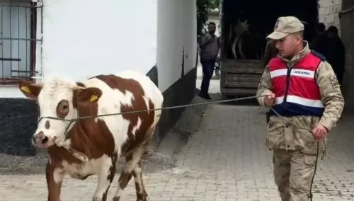 Kaybolan Hayvanlar Jandarma Tarafından Bulundu