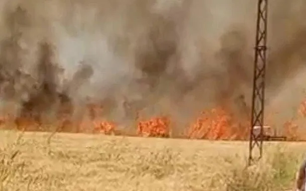Harran’da 40 dönüm buğday tarlası kül oldu!