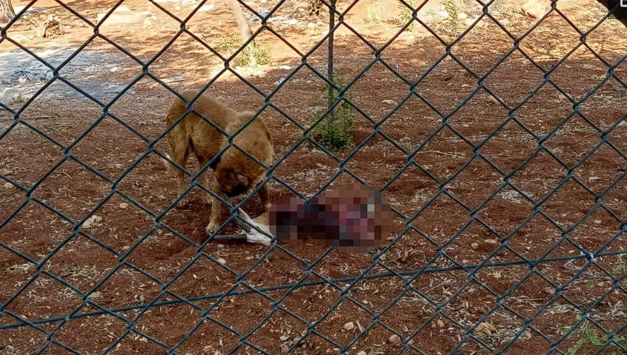 Başıboş köpekler, Harran Üniversitesinde 2 ceylanı parçalayarak yedi