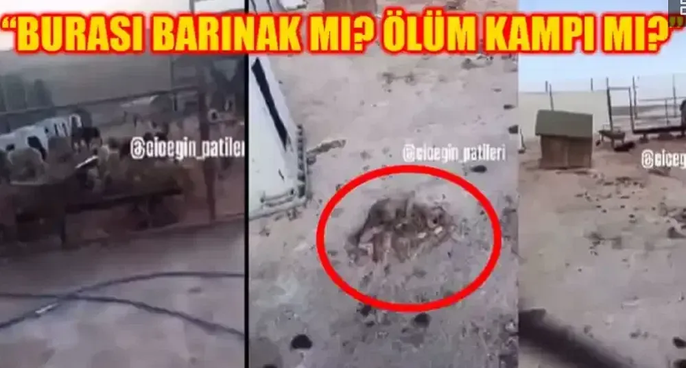 Halfeti’de hayvan barınağında skandalı iddia