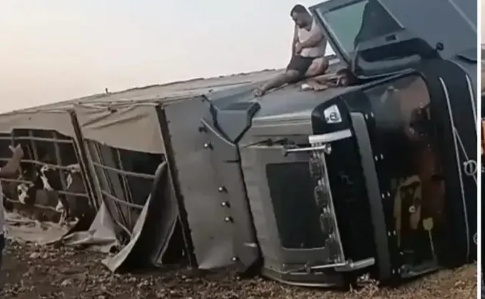 Şanlıurfa’da hayvanları taşıyan tır devrildi! 