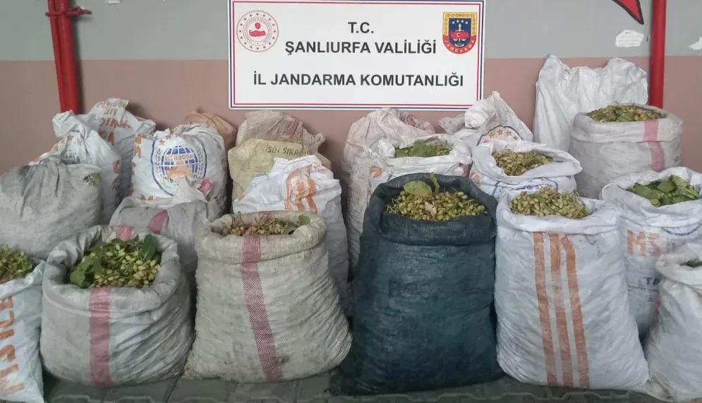 Ceylanpınar’da fıstık hırsızlarına suçüstü!