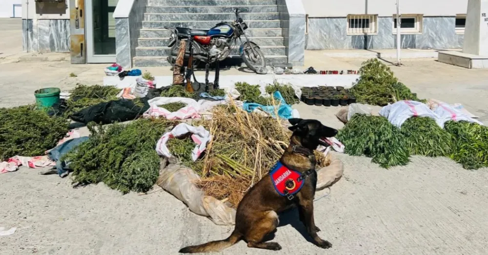 Birecik’teki dev operasyonda 56 kilo esrar ve silahlar ele geçirildi